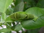 2009.0522ao 002.jpg