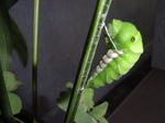 2009.0528ao 099.jpg